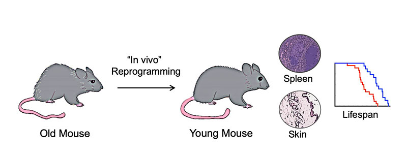In vivo reprogramming In vivo reprogramming