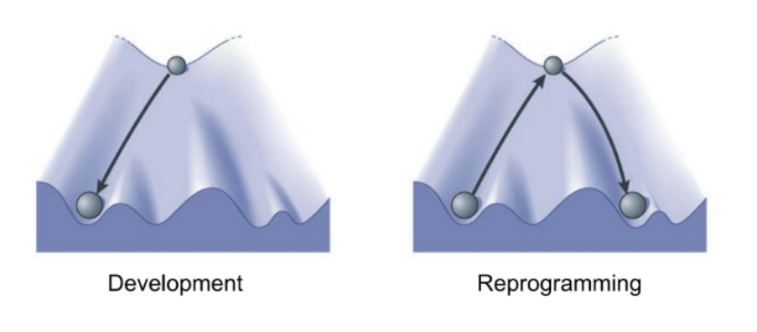Cellular reprogramming Cellular reprogramming