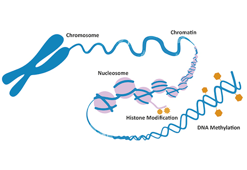 Epigenetics Epigenetics