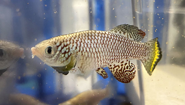 Image of a killifish